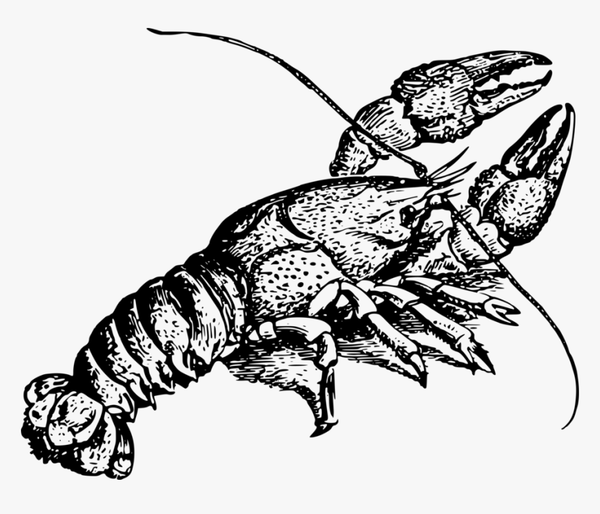 Animal, Crayfish, Crustacean, Freshwater, River - Crawfish Black And White, HD Png Download, Free Download