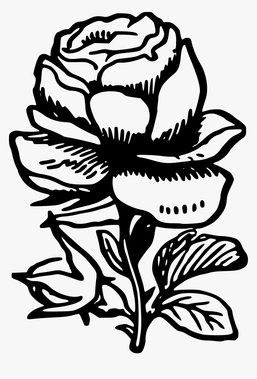 Drawing Medium Rose - Rose Drawing In Png, Transparent Png, Free Download