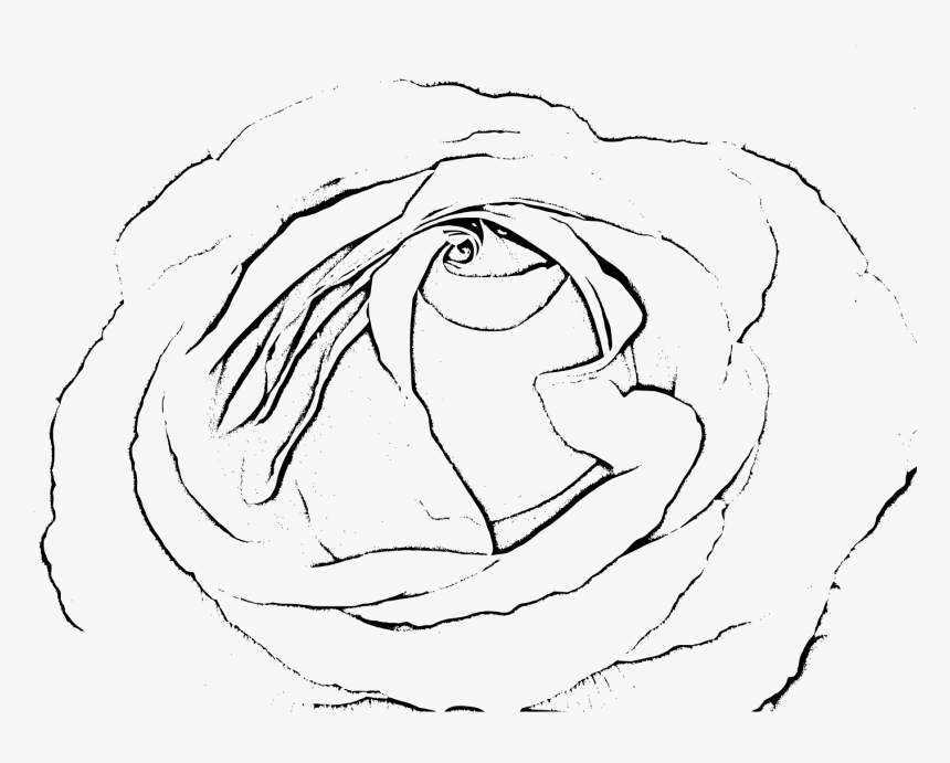 Rose Black & White Clip Arts - Sketch Transparent Background, HD Png Download, Free Download