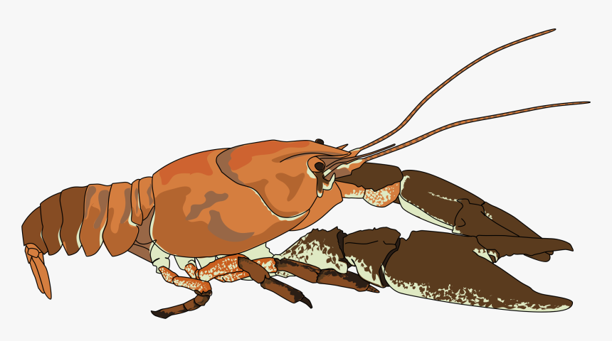 Ecrevisse A Pattes Blanches - Crayfish Clip Art, HD Png Download, Free Download