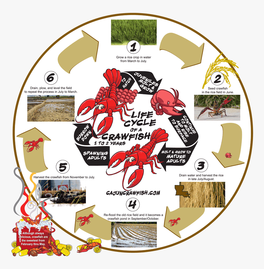 Life Cycle Of A Crayfish Diagram, HD Png Download, Free Download