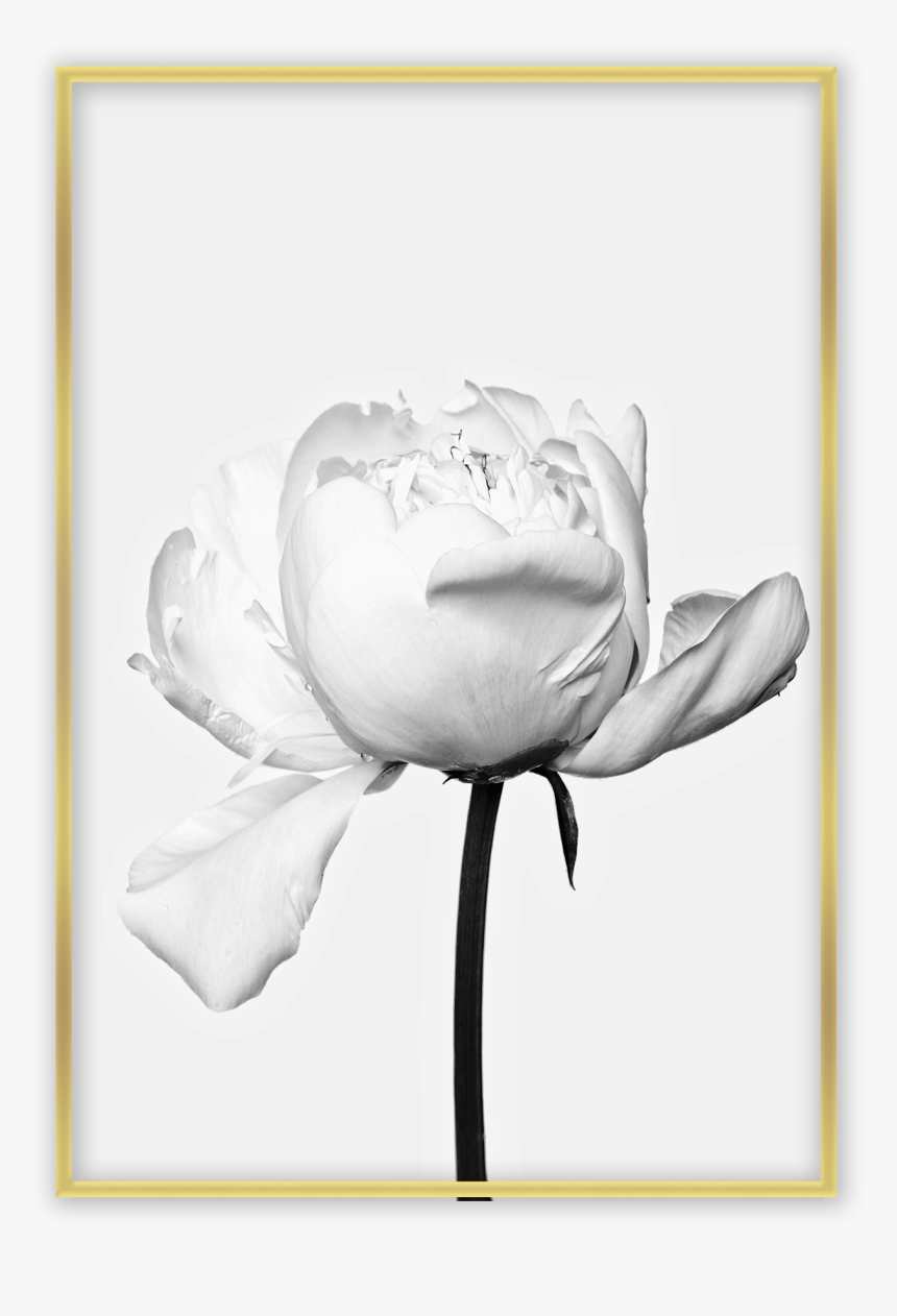 White Peopny Flower Photography, HD Png Download, Free Download