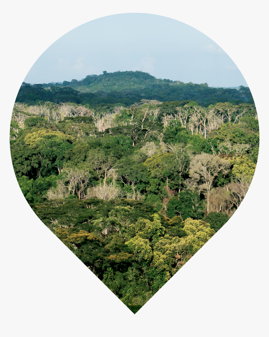 Wider Taï Forest Area, Côte D"ivoire - Cote D Ivoire Landscape, HD Png Download, Free Download