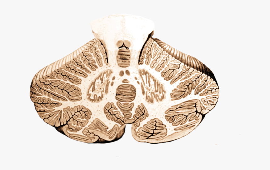 Cerebellum Cross-section, Without Labels - Left And Right Cerebellar Hemispheres, HD Png Download, Free Download