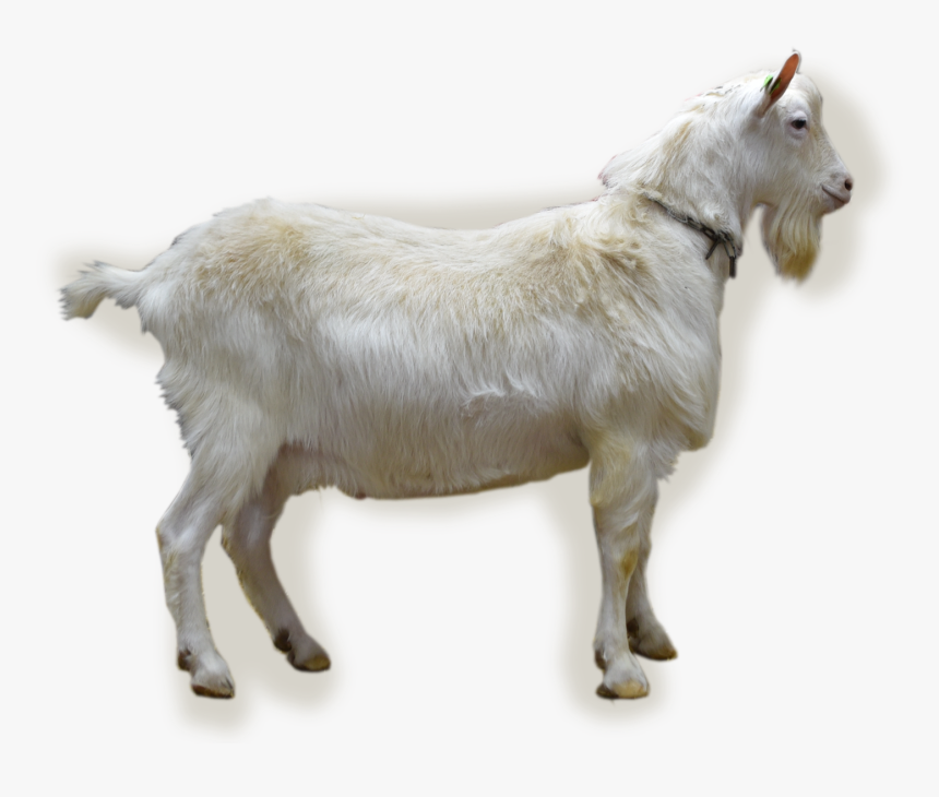 Nl/abc/upload/bokfoto1 Finn - Goat, HD Png Download, Free Download