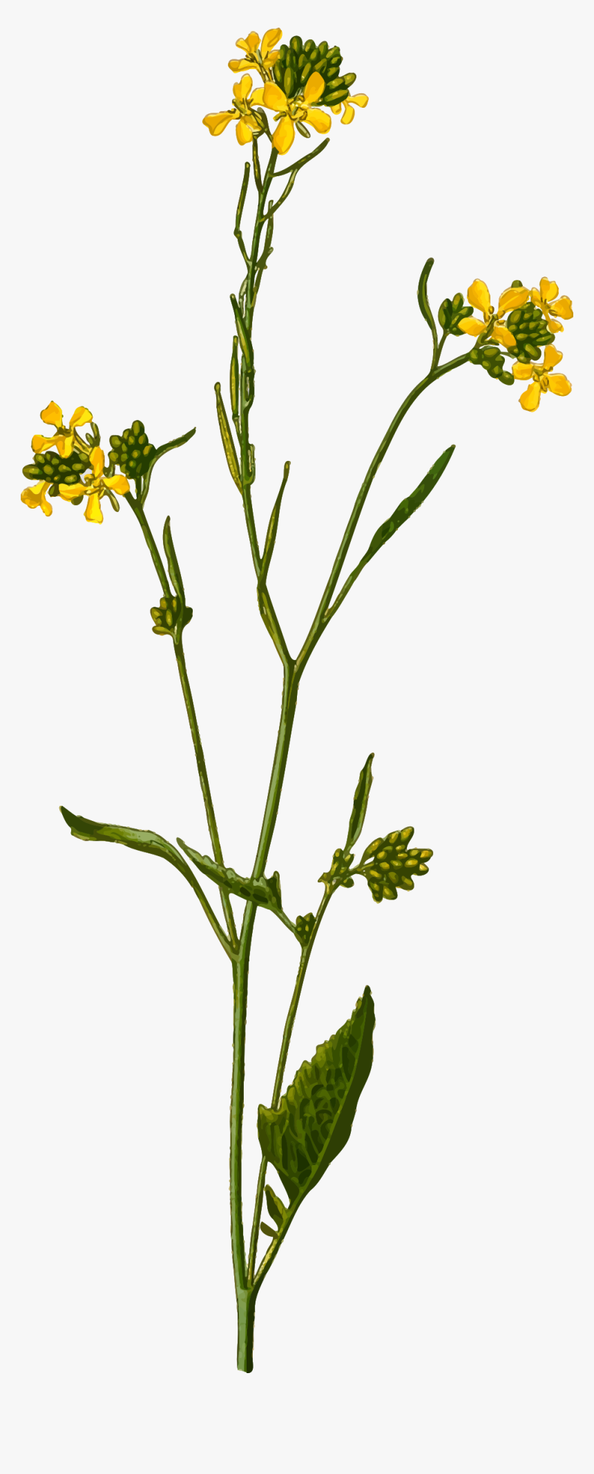 Mustard Png - Sauce-mustard - Mustard Seed Flower Drawing, Transparent Png, Free Download