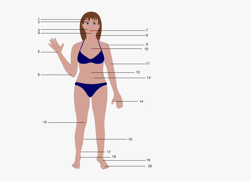 Human Body Cartoon Female - Women Body Vector Png, Transparent Png, Free Download