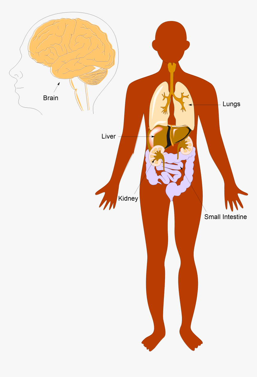 Anatomy Pic Labeled - Human Body Cartoon Png, Transparent Png - kindpng Anatomy Pic Labeled - Human Body Cartoon Png, Transparent Png - kindpng