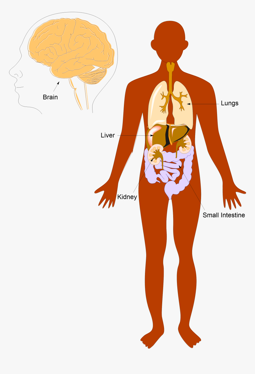 Anatomy Pic Labeled - Human Body Cartoon Png, Transparent Png, Free Download