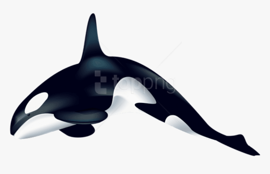 Free Png Download Orca Clipart Png Photo Png Images - Transparent Killer Whale Clipart, Png Download, Free Download