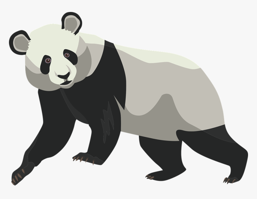 Transparent Panda Bear Png - Oso Panda Para Dibujar Real, Png Download, Free Download