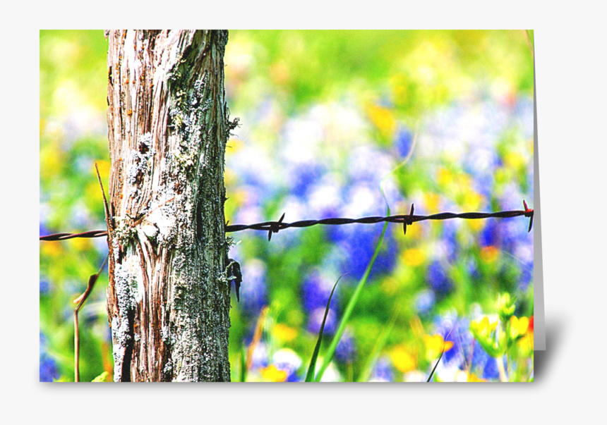 Roadside Beauty Greeting Card - Barbed Wire, HD Png Download, Free Download