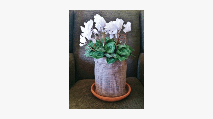 Cyclamen, HD Png Download, Free Download