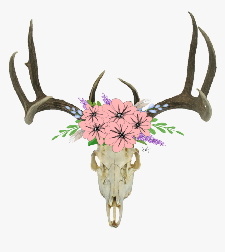 Download Skull Antlers Flowers - Deer Skull Transparent Background, HD Png Download, Free Download