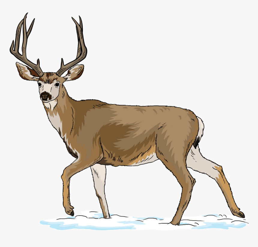 Deer Clipart Real - Deer Clipart, HD Png Download, Free Download