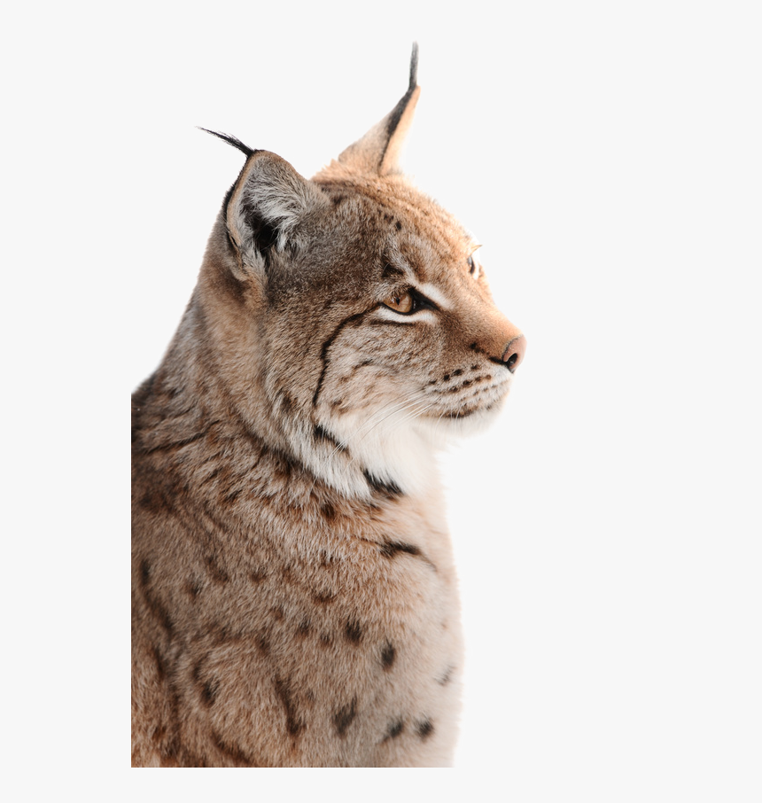 Wild- Und Freizeitpark Ostrittrum Lynx Wildcat Whiskers - Bobcat, HD Png Download, Free Download