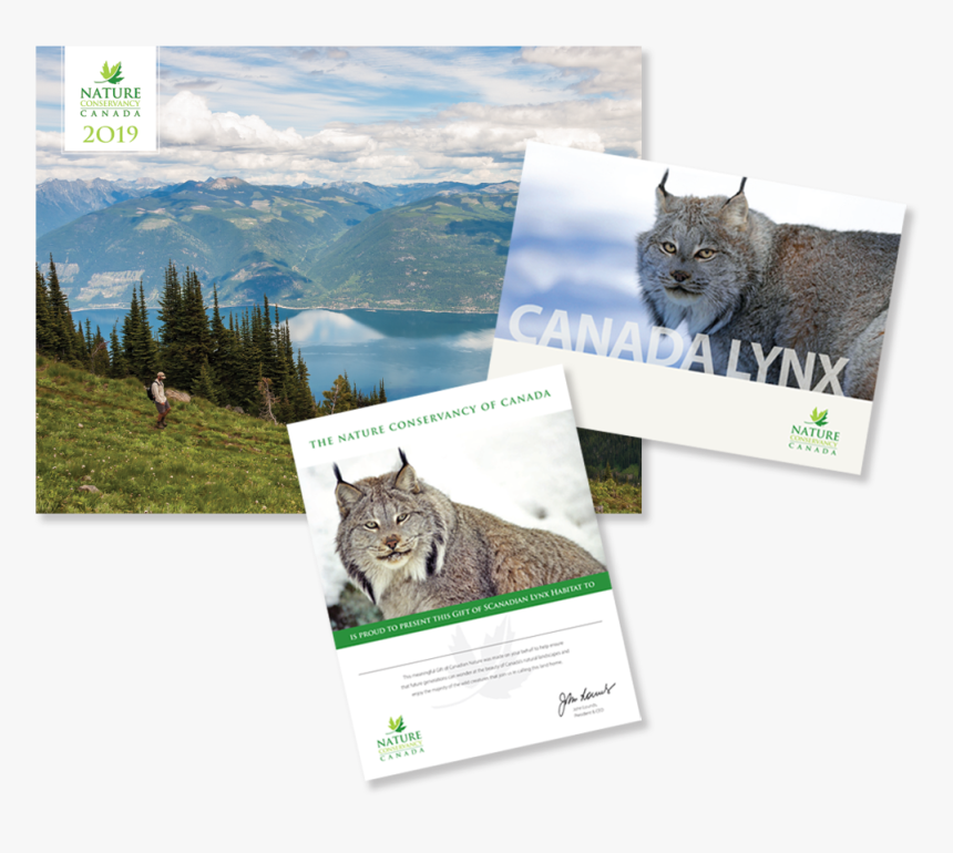 Canada Lynx , Png Download - Domestic Short-haired Cat, Transparent Png, Free Download