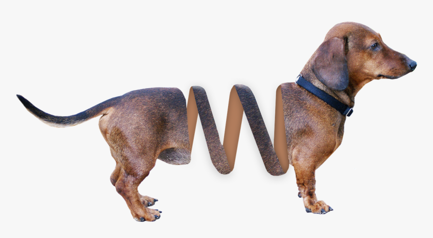 toy story dog