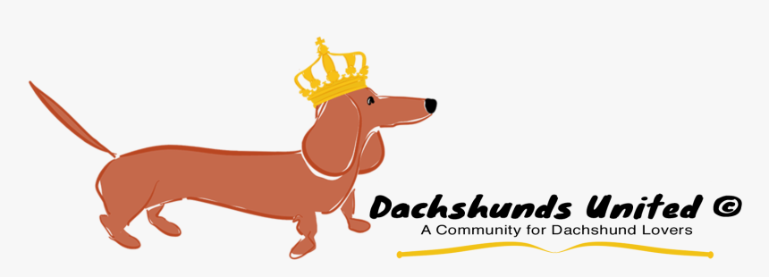 Dachshunds United - Dachshund, HD Png Download, Free Download