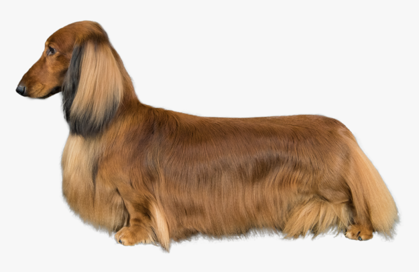 Transparent Dachshund Png - Dachshund, Png Download, Free Download