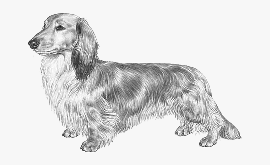 Dachshund Long Haired Fci148 - Dachshund, HD Png Download, Free Download