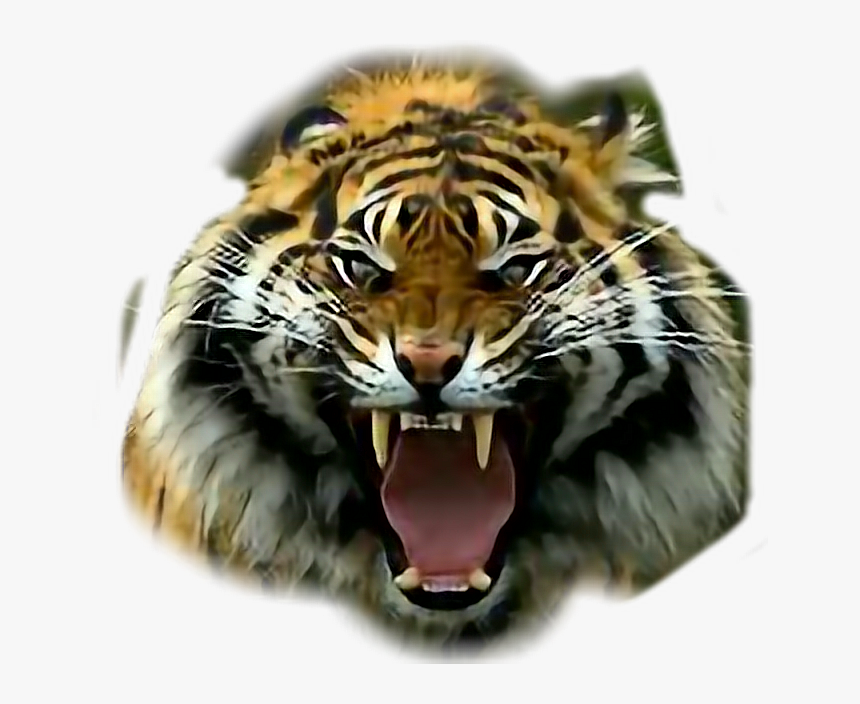 Transparent Roaring Tiger Png - Tigre De Bengala Rugiendo, Png Download, Free Download