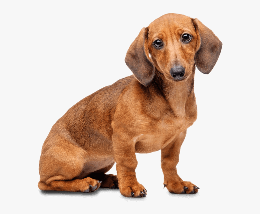 Miniature Dachshund With Transparent Background , Png - Dachshund Png, Png Download, Free Download