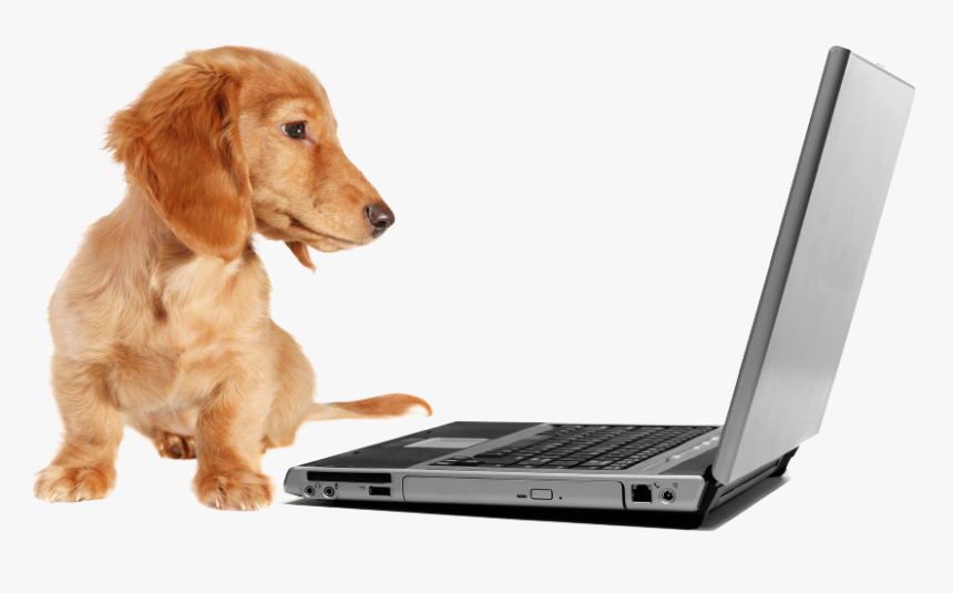 19 Things They Don"t Tell You About Graduate School - Dachshund On A Computer, HD Png Download, Free Download