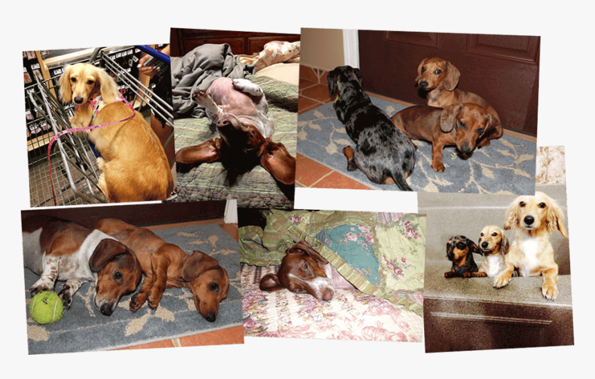 Dachshund Puppies Corpus Christi Texas"src=" - Companion Dog, HD Png Download, Free Download