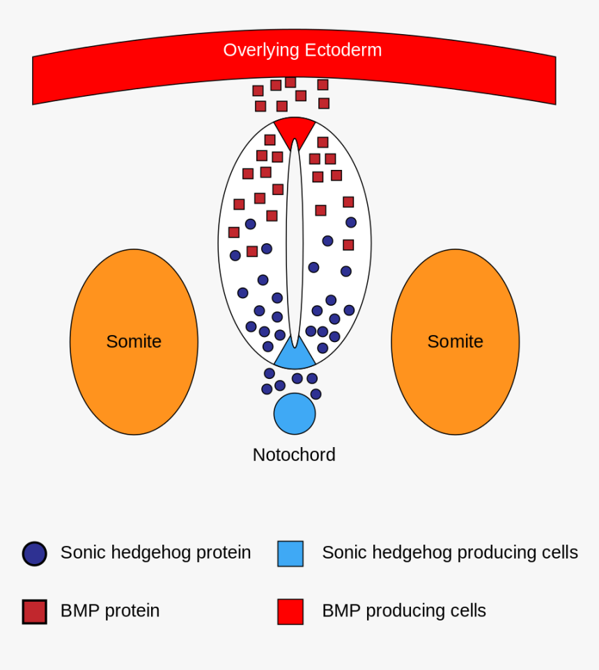 Bone Morphogenetic Protein Neural Tube, HD Png Download, Free Download