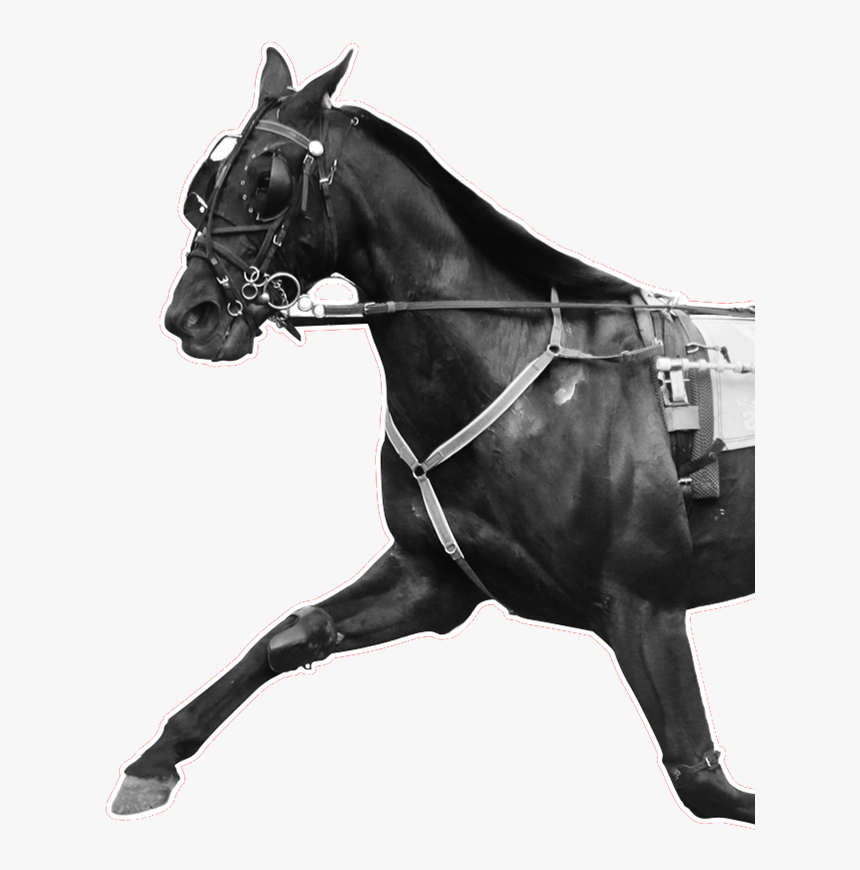 Stallion, HD Png Download, Free Download