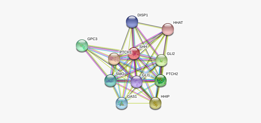 Shh Protein - Circle, HD Png Download, Free Download