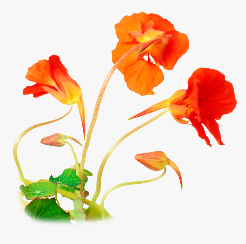 Transparent Parts Of A Plant Clipart - Caesalpinia, HD Png Download, Free Download