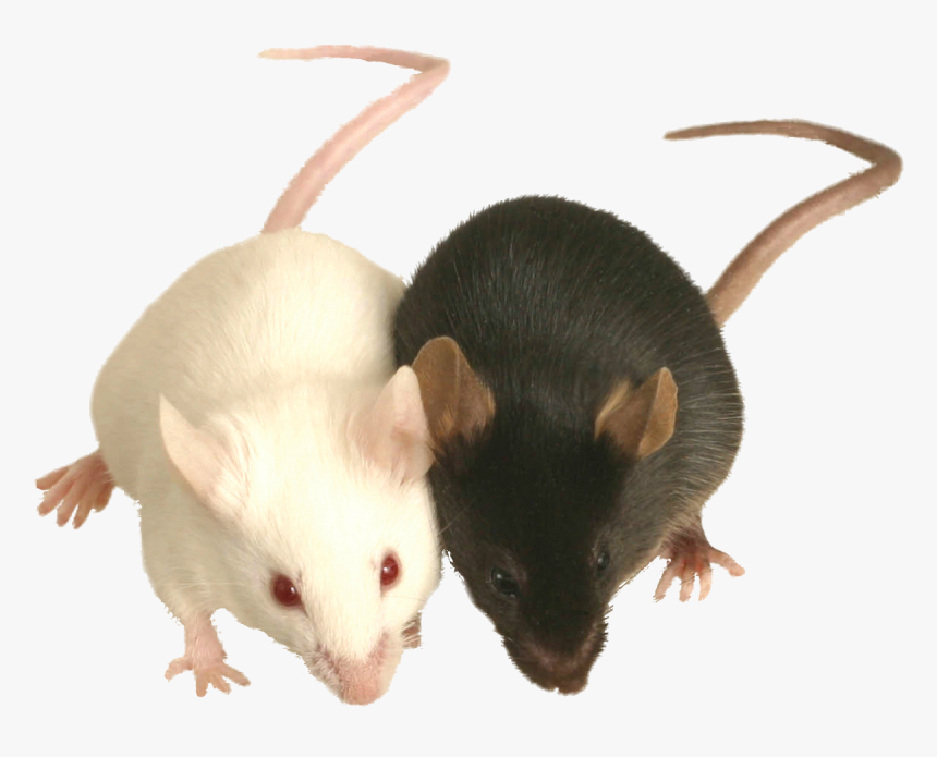 Raton Negro Y Blanco, HD Png Download, Free Download