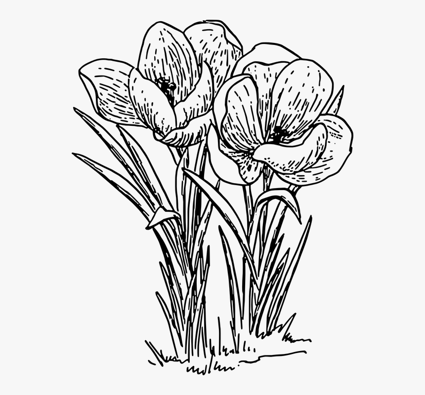 Crocus, Flower, Plant, Bulb, Spring, Blossom, Floral - Crocus Clip Art Black And White, HD Png Download, Free Download