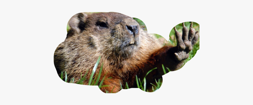 Okay, More Stops - Happy Groundhog Day, HD Png Download, Free Download