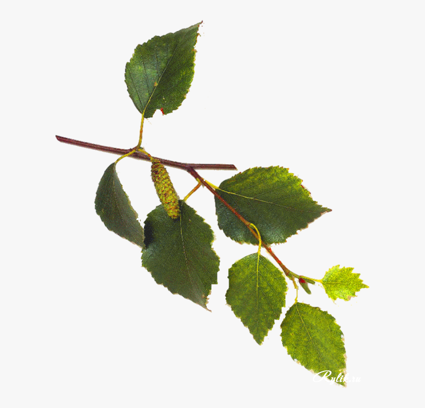 White Birch Tree Leaves - Birch Tree Leaves And Flowers, HD Png Download, Free Download