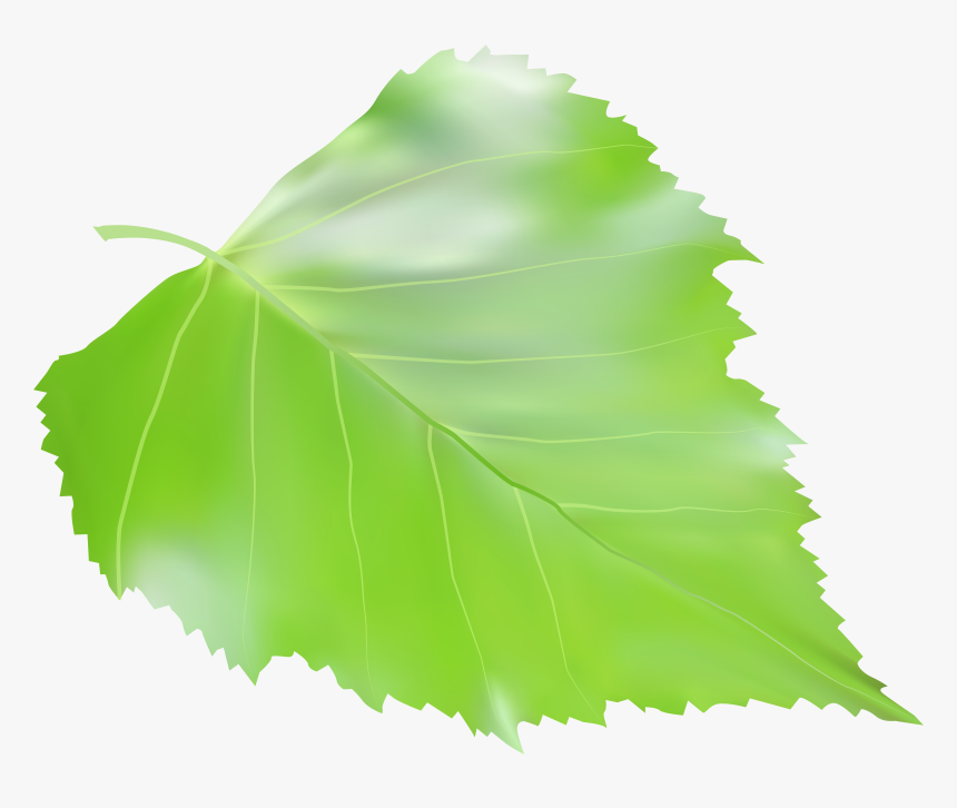 Clipart Leaf Birch Tree, HD Png Download, Free Download
