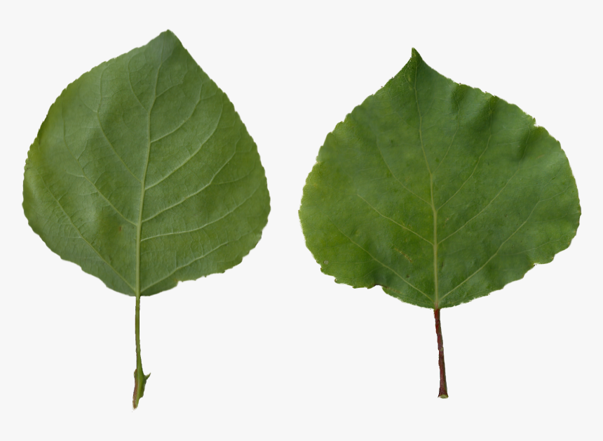 Aspen Tree Png - Populus Tremula Png, Transparent Png, Free Download