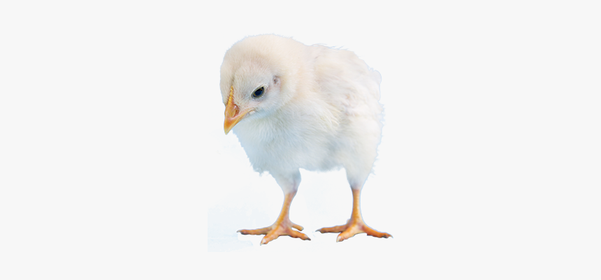 Png Baby Chick - Chicken, Transparent Png, Free Download