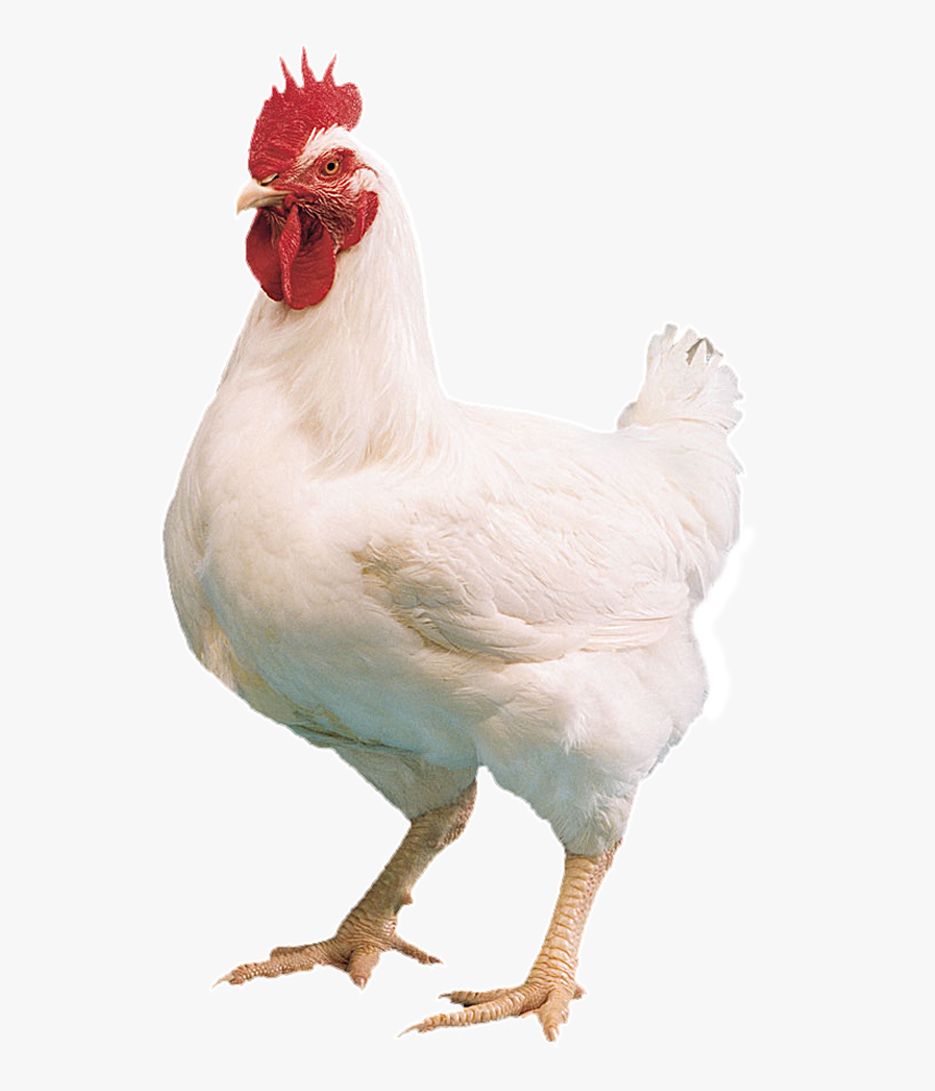 Chicken Transparent Png Images Free Download - Farm Chicken Png, Png Download, Free Download