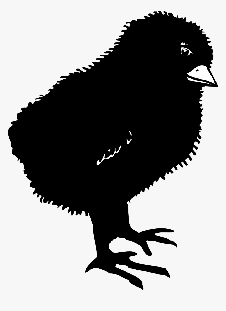 Chicken Bird Clip Art - Black Baby Chicken Clipart, HD Png Download, Free Download
