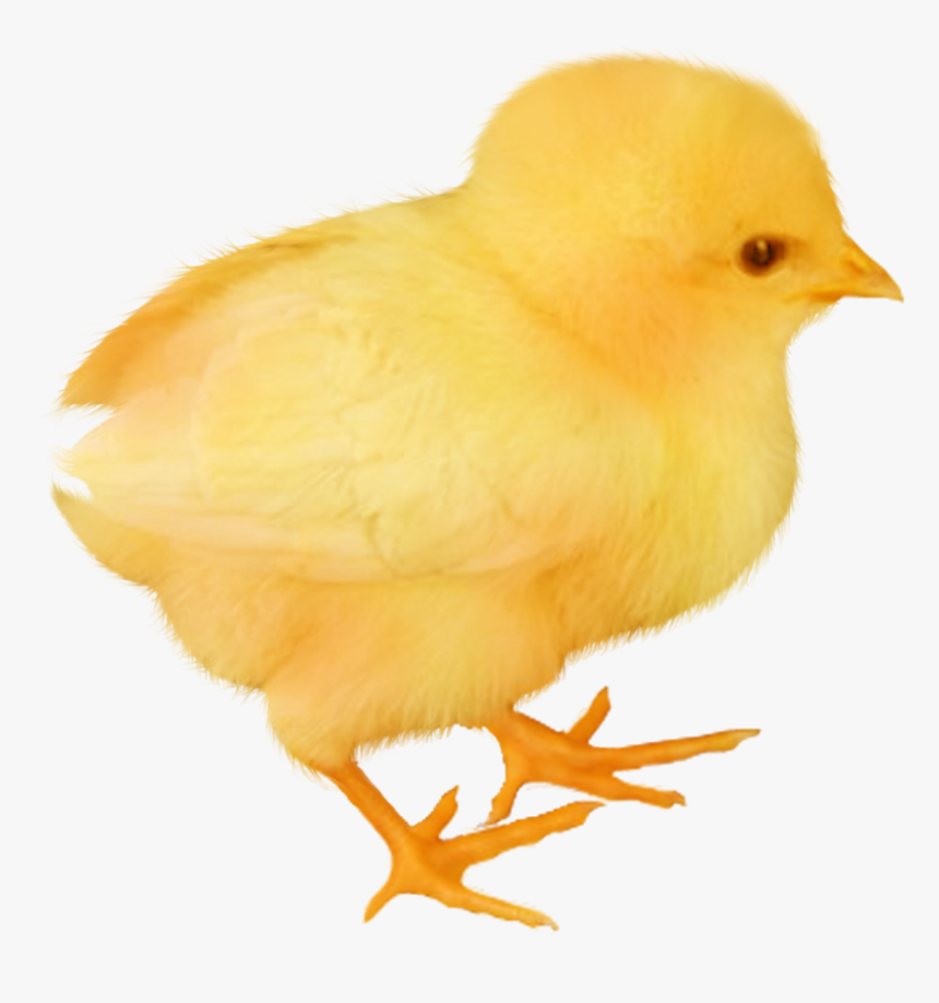 Baby Chicken Transparent Image - Baby Chicken Png, Png Download, Free Download