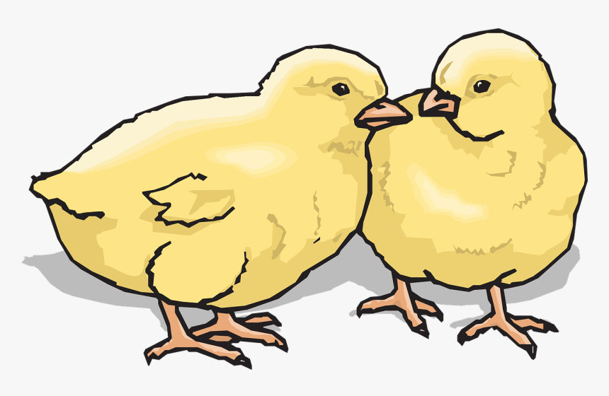 Chicks Baby Chickens Farm Png Image - Chicks Clip Art, Transparent Png, Free Download