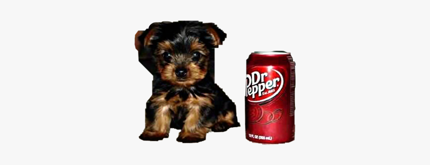 #drpepper #puppy #drink #soda #pop #can #softdrink - Mini Puppies, HD Png Download, Free Download