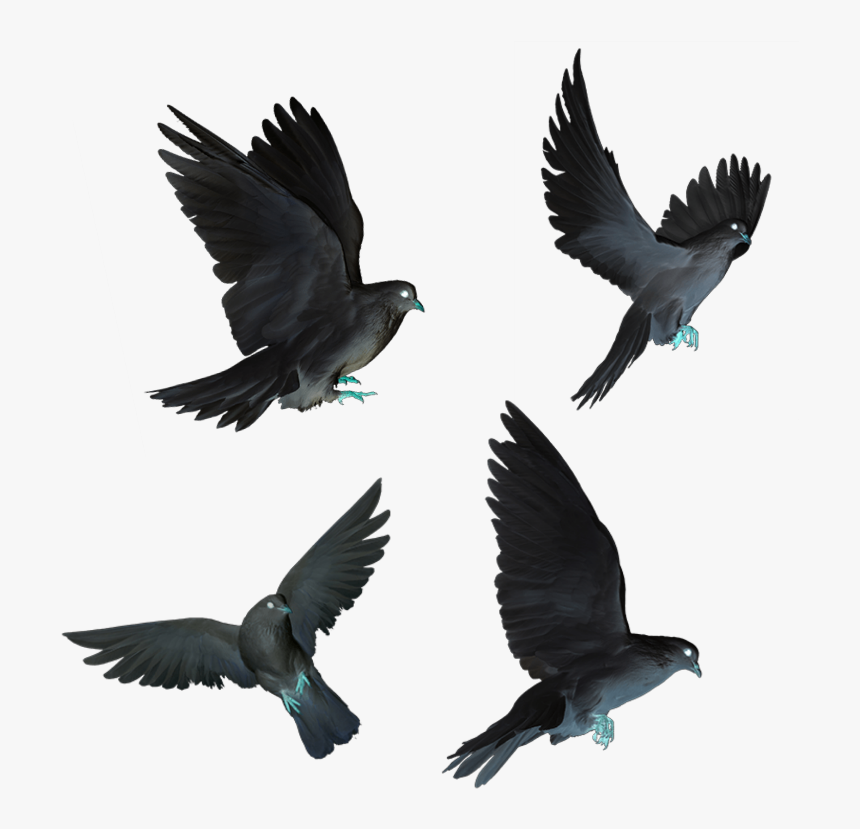 #dove #doves #black #flying #birds #fly - Flying Black Doves, HD Png Download, Free Download