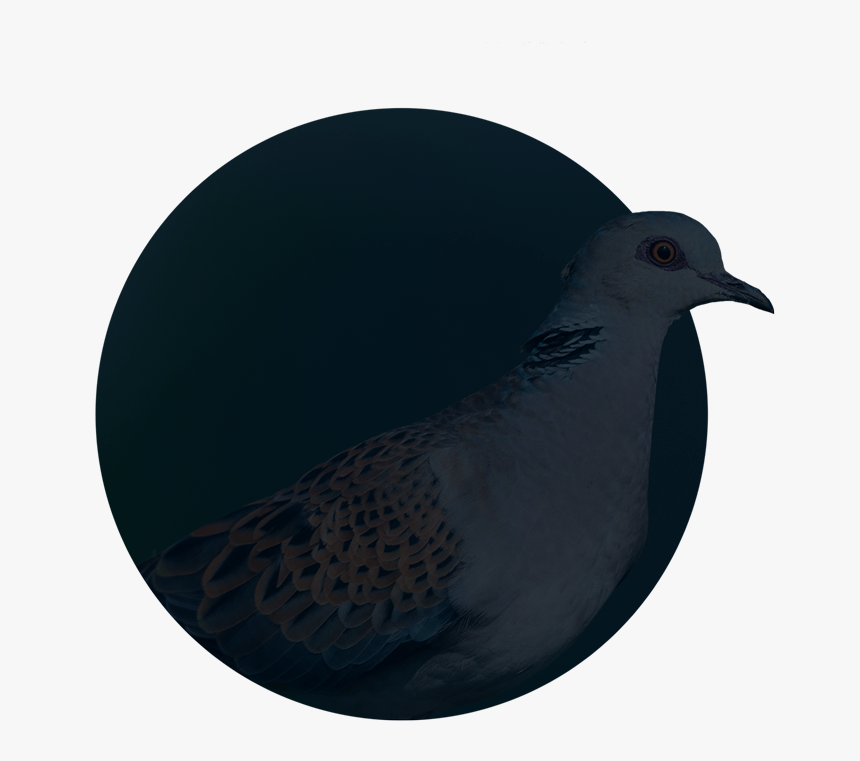 Stock Dove, HD Png Download, Free Download