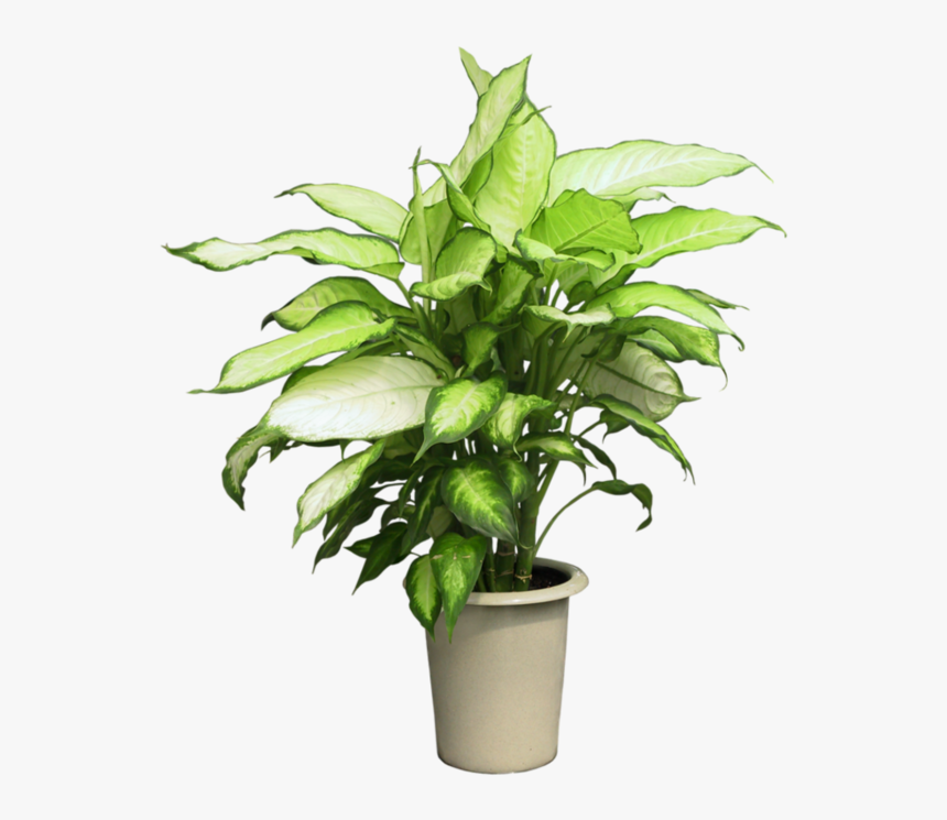 Pot Plant Clipart Group Plant - Potted Plant Png, Transparent Png, Free Download