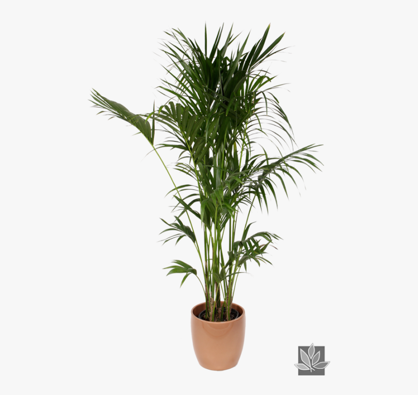 Office Plant Png - Palmera Planta De Interior, Transparent Png, Free Download