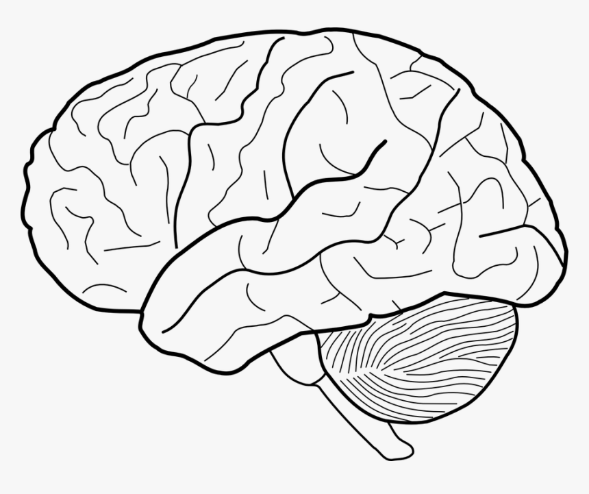 Drawing Human Brain Sketch - Brain Line Drawing, HD Png Download, Free Download